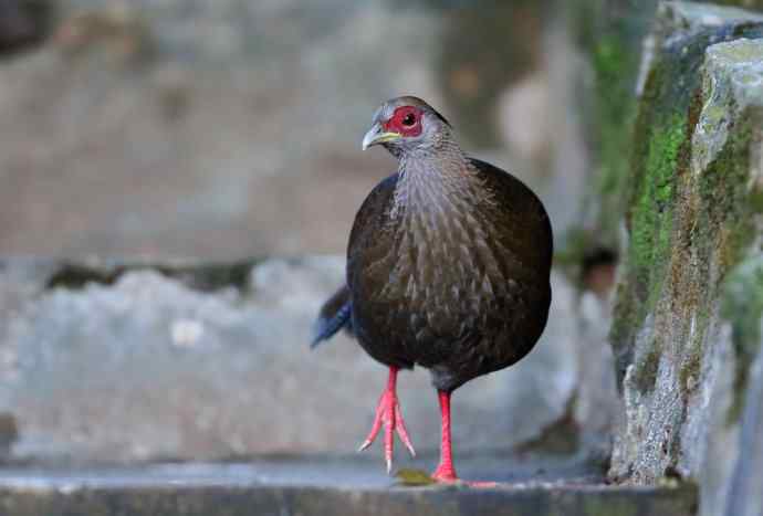 鹇鹭之洁---白鹇