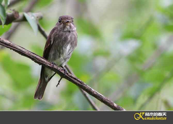 迁徙前哨鈥斺斘邡O【照片】