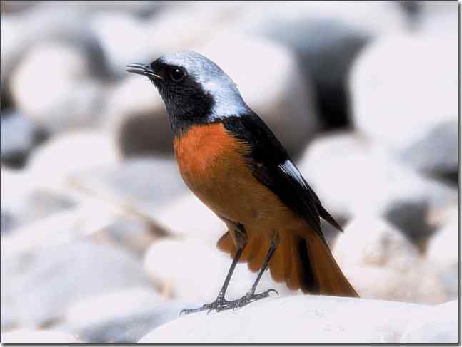  点击图片或使用键盘← →翻页