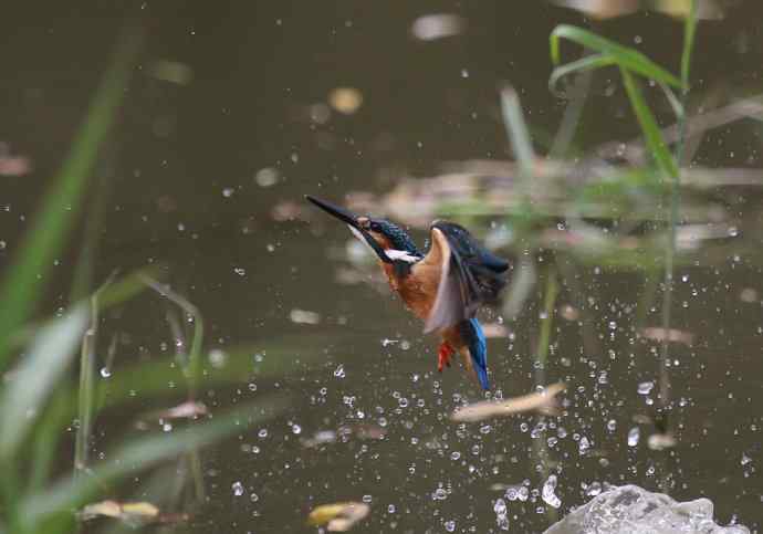 220.可爱小翠--飞姿图