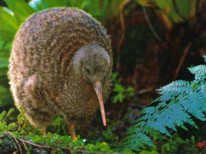 盘点十二大著名食蚁动物：短吻针鼹