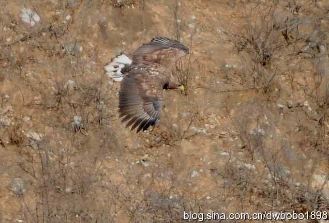 生猛红隼和白尾海雕 生猛红隼和白尾海雕