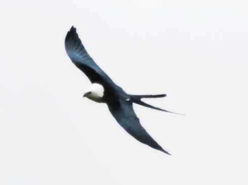 白头鸟系列：另类的美丽（燕尾鸢）