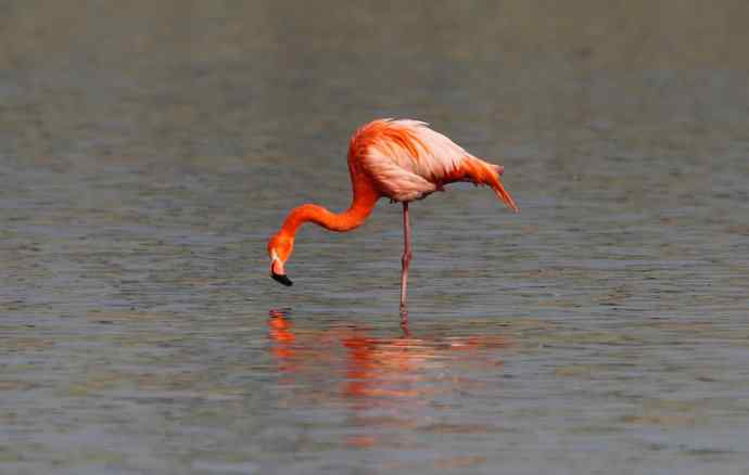 远方的神秘来客---野生火烈鸟