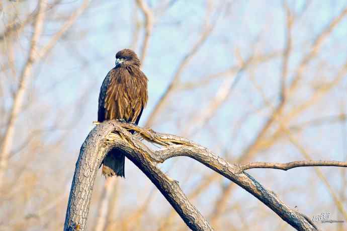 对黑耳鸢K07-012837的12次记录 对黑耳鸢K07-012837的12次记录