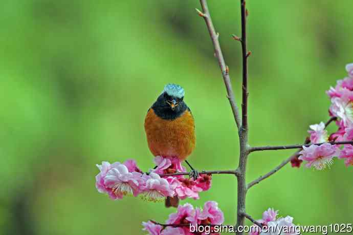 雄性北红尾鸲（27）