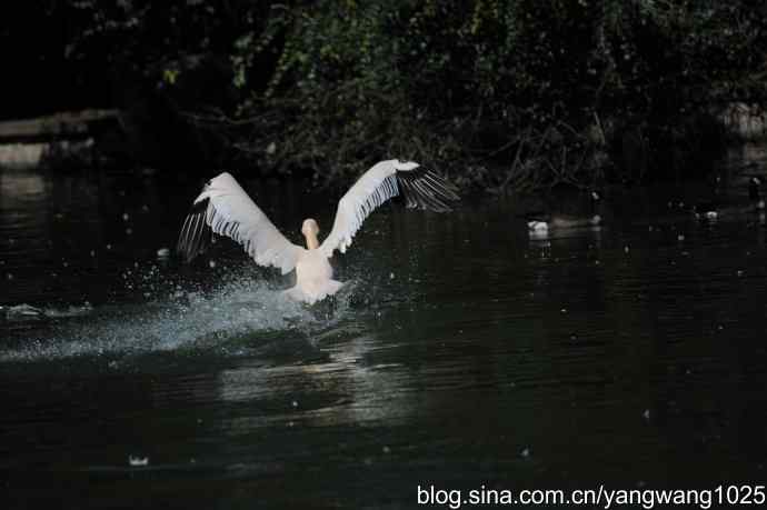 再拍大鹈鹕 wbr9