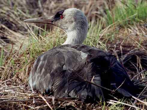 白头鸟系列：另类的美丽7（鸻鹬）