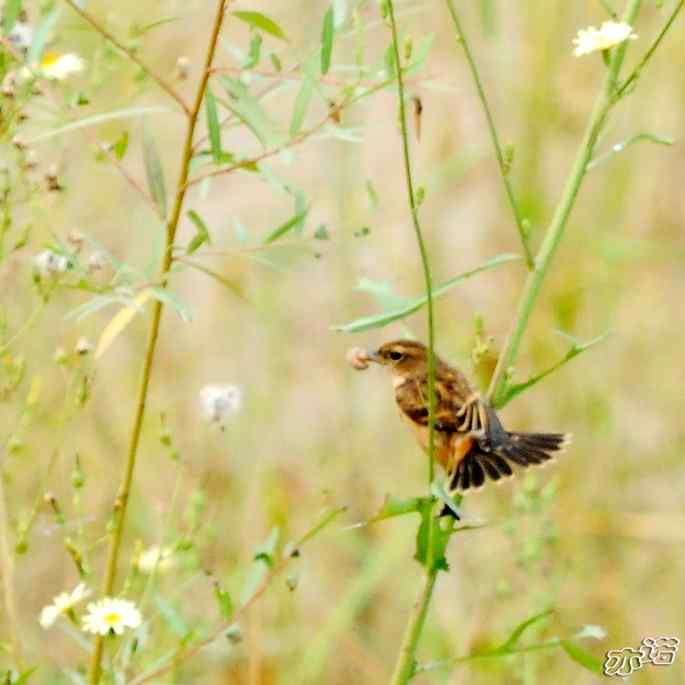 圆明园&nbsp;wbr路&nbsp;wbr昨天拍到的十种鸟（记录版）