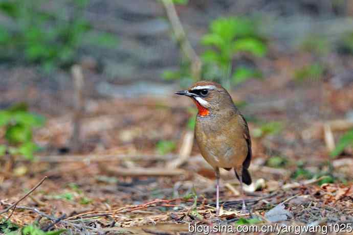 雄性红喉歌鸲（18）