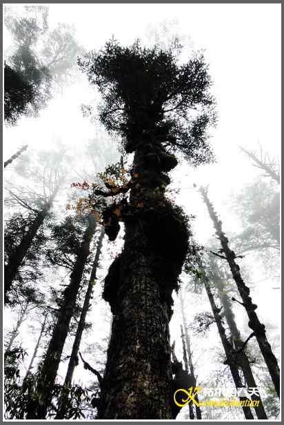 烟雨朦朦的瓦屋高原（瓦屋山系列二）【照片】