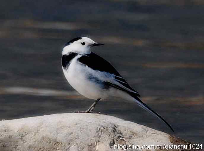 爱干净的小鹡鸰(十渡) 爱干净的小鹡鸰(十渡)