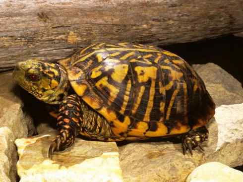 玄武：传说的兽原型探秘（水龟）