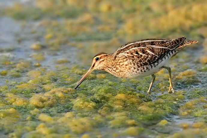 扇尾沙锥（摄于石河湿地）