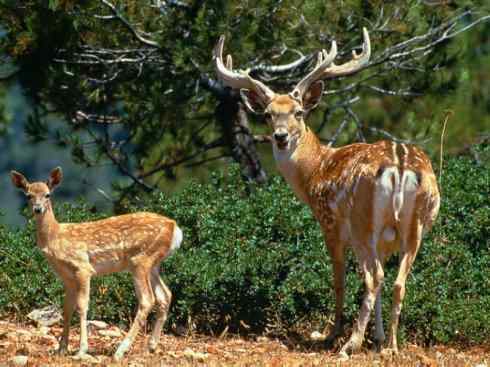 麒麟：传说的兽原型探秘（麋鹿）