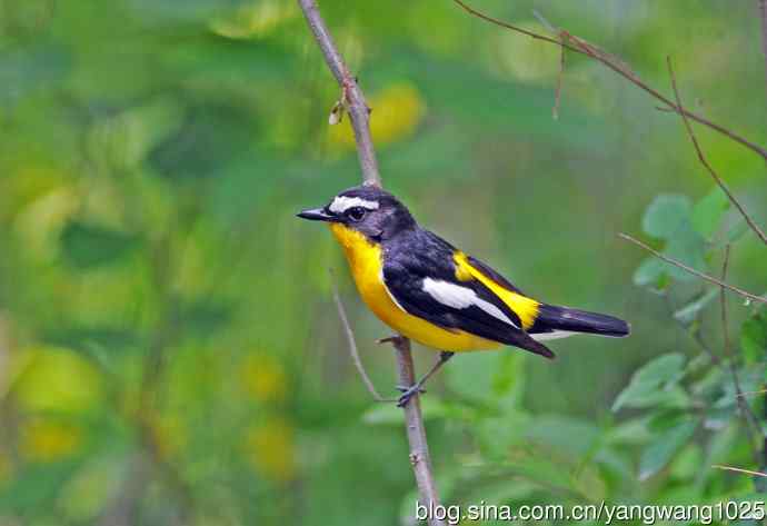 雄性白眉姬鹟（3）