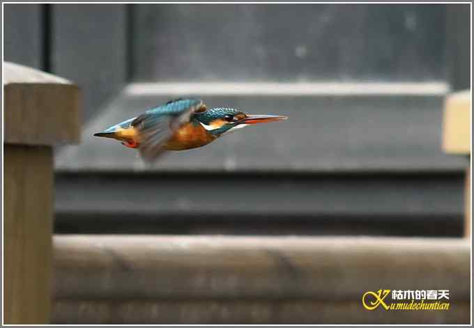 让鈥溞〈溻澐伞菊掌