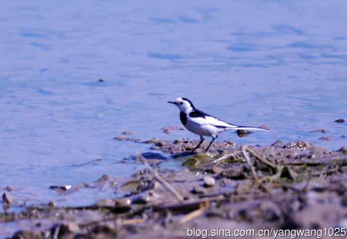 湖畔的白鹡鸰 wbr2