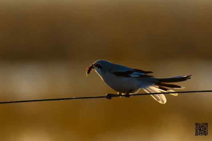 野鸭湖的楔尾伯劳吃什么？