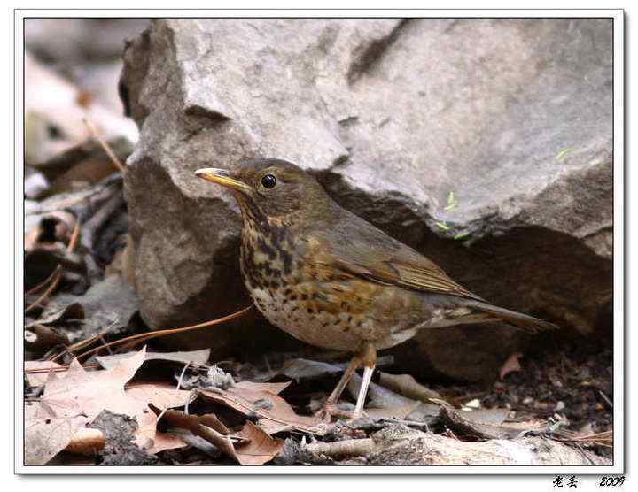 武汉观鸟会初级观鸟讲座[第6课]——武汉大学的鸫