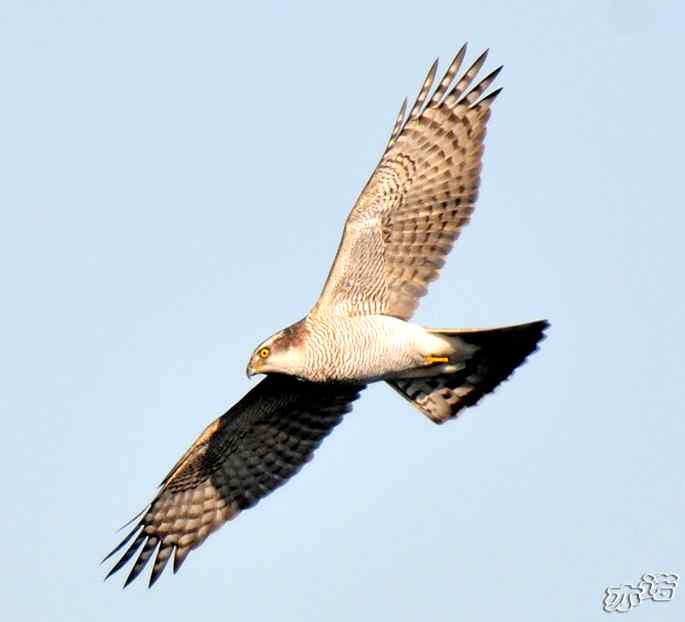 北京西山&nbsp;wbr路&nbsp;wbr苍鹰