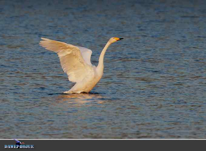 三月到昆明湖看天鹅 三月到昆明湖看天鹅