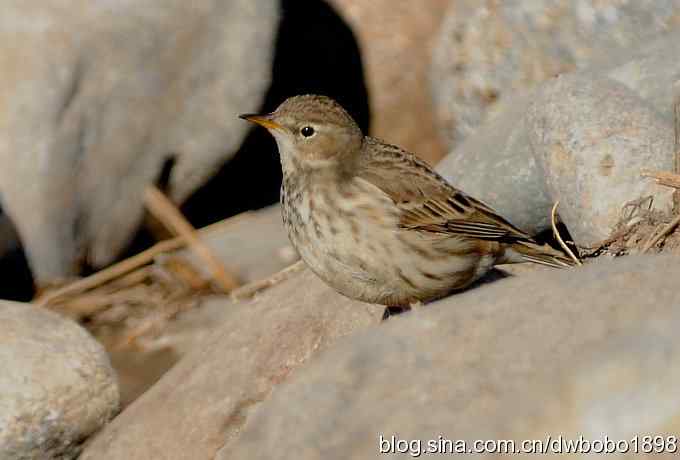 红尾水鸲和十渡众小鸟