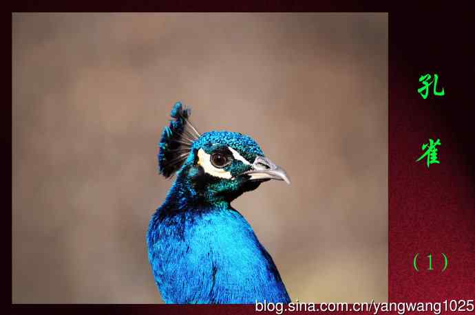 孔雀（1）
