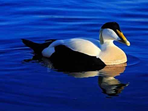 鸟类之最:欧绒鸭 鸟类之最:欧绒鸭