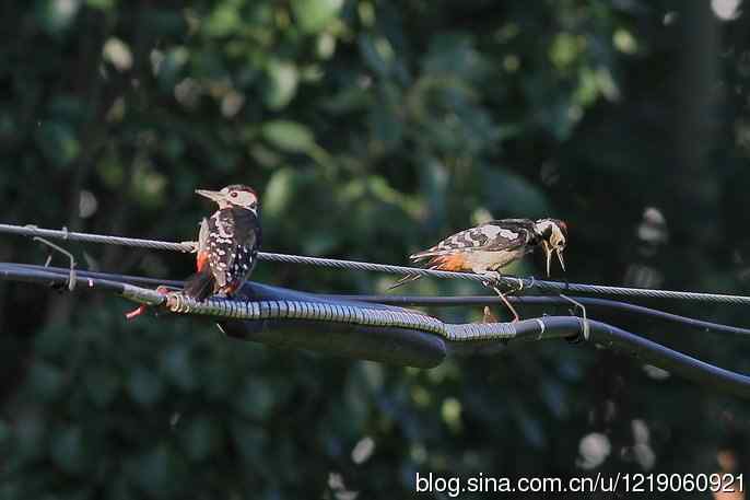 大斑啄木鸟（2）