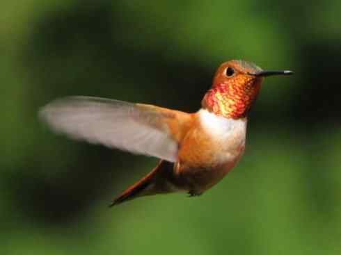 鸟类之最:角蜂鸟 鸟类之最:角蜂鸟