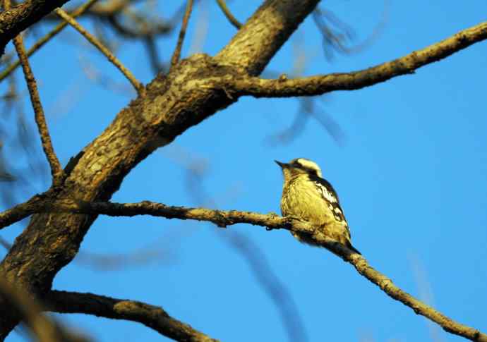 星头啄木鸟(记录版) 星头啄木鸟(记录版)