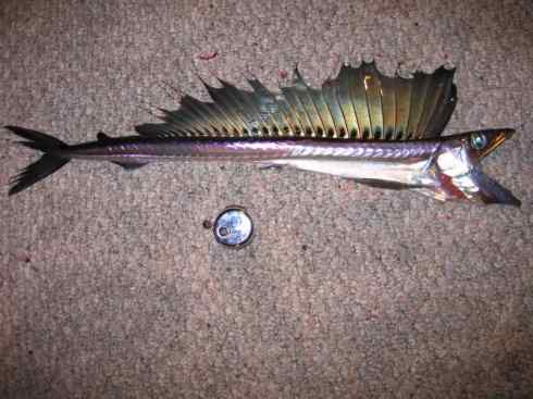 鱼类活化石：帆蜥鱼