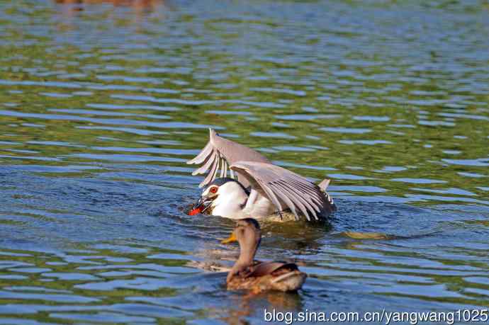 捕鱼的夜鹭（2）