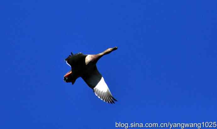 飞 wbr（绿头鸭）