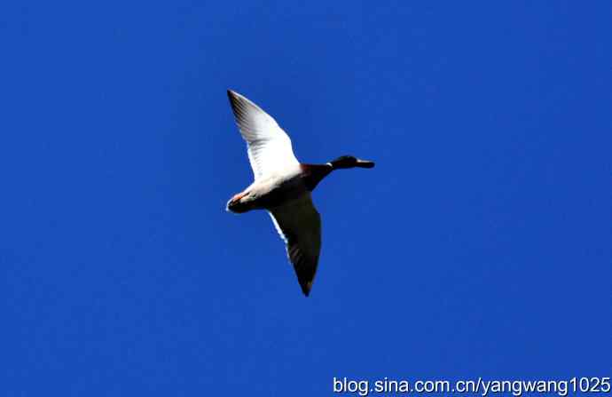 飞 wbr（绿头鸭）