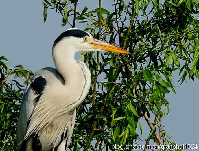 鹭家的午餐(翠湖湿地) 鹭家的午餐(翠湖湿地)