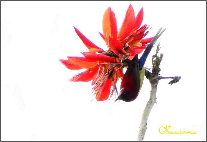 成都来了鈥溙裟疋潯菊掌