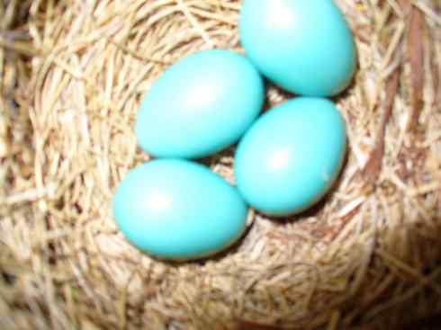 美国鸟类摄影——知更鸟（1）：谁的蛋？