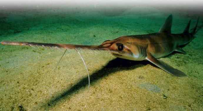 鱼类活化石:锯鳐 鱼类活化石:锯鳐