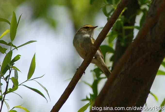 朱雀和北宫的鸟
