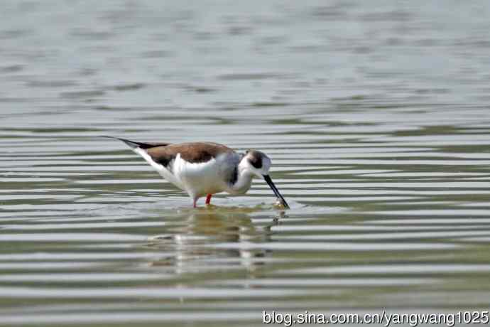 黑翅长脚鹬（6）