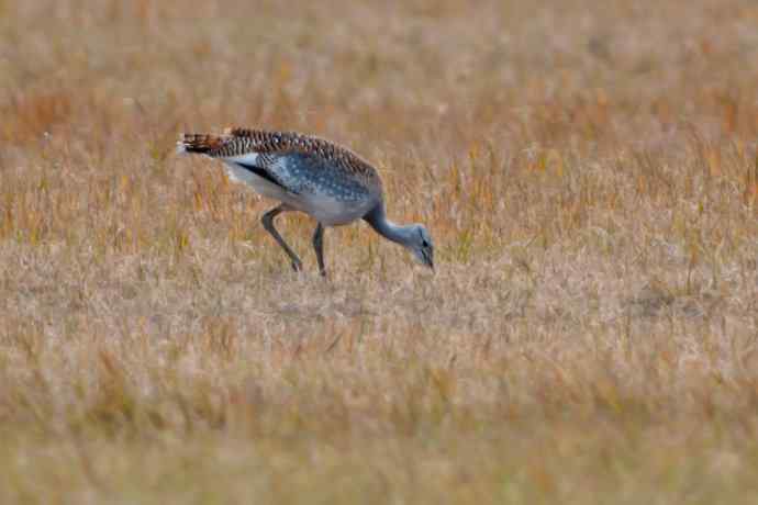 克旗草原 wbr邂逅大鸨
