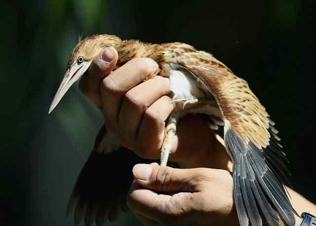 黄苇鳽家族掌门鸟致亦诺先生的感谢信