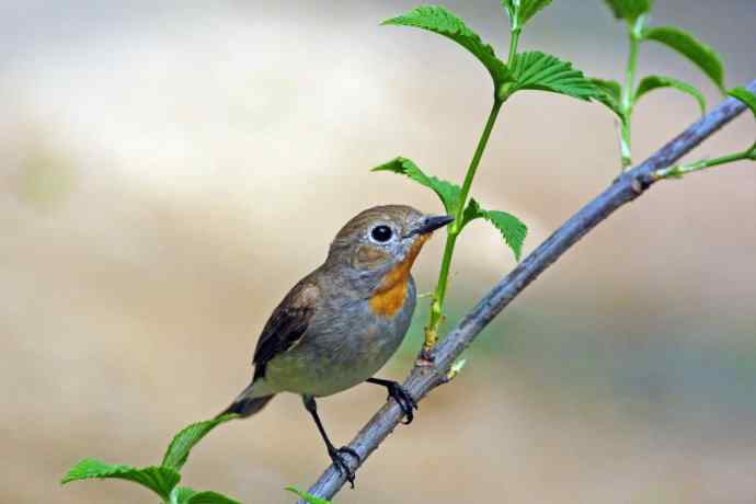 雄性红喉姬鹟（1）