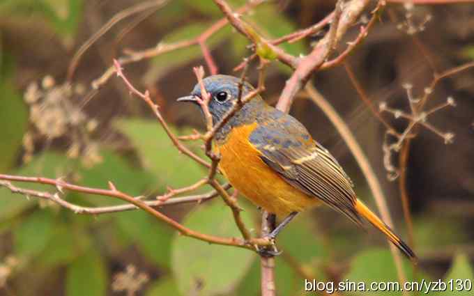 追踪了几个小时的密林精灵鈥斺斃抖詈煳拆叮ㄗ橥迹