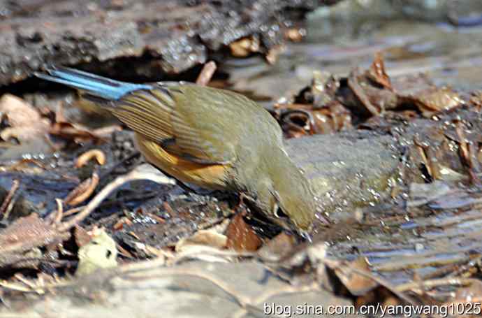 北京植物园的鸟类——红肋蓝尾鸲 3