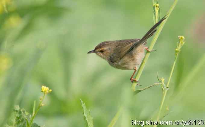 跳跃于菜花间的小精灵——褐头鹪莺（组图）