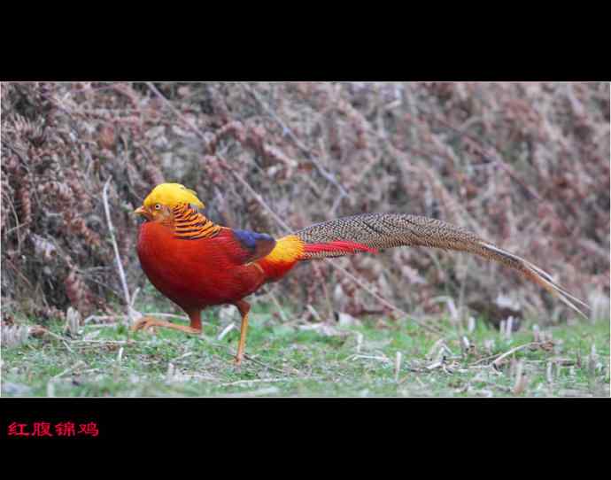 雄雉于秦 wbr下上其音