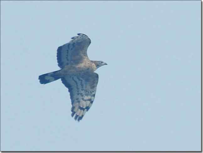 望京楼主峰雾蒙蒙续拍猛禽